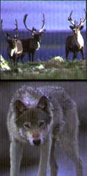 Nahanni Animals