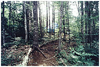 Cathance Lake Maine scene