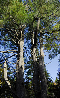 White Pine